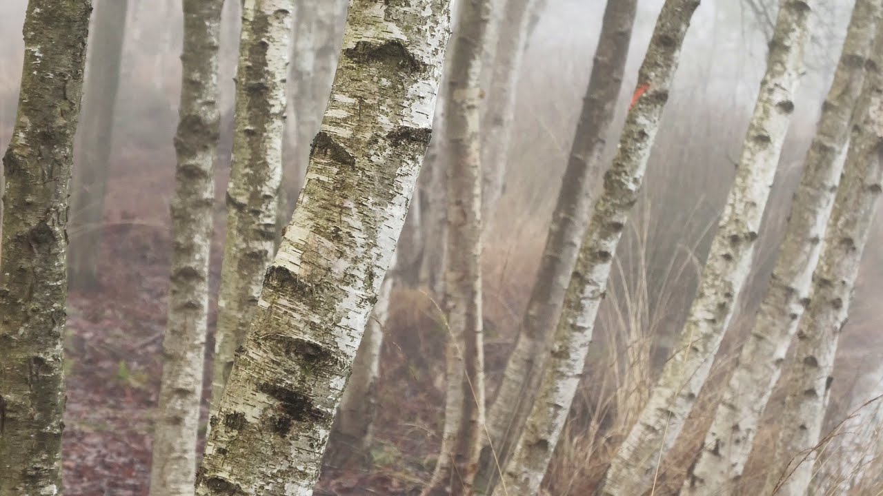 Mystische Nebelwanderung im Hohen Moor