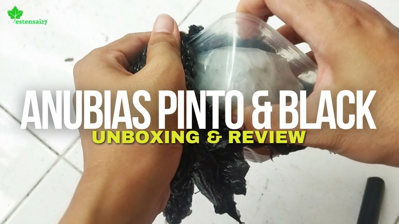 Unboxing & Review Anubias Pinto & Anubias Black | Apakah Anubias Bisa Dikirim Secara On Line?