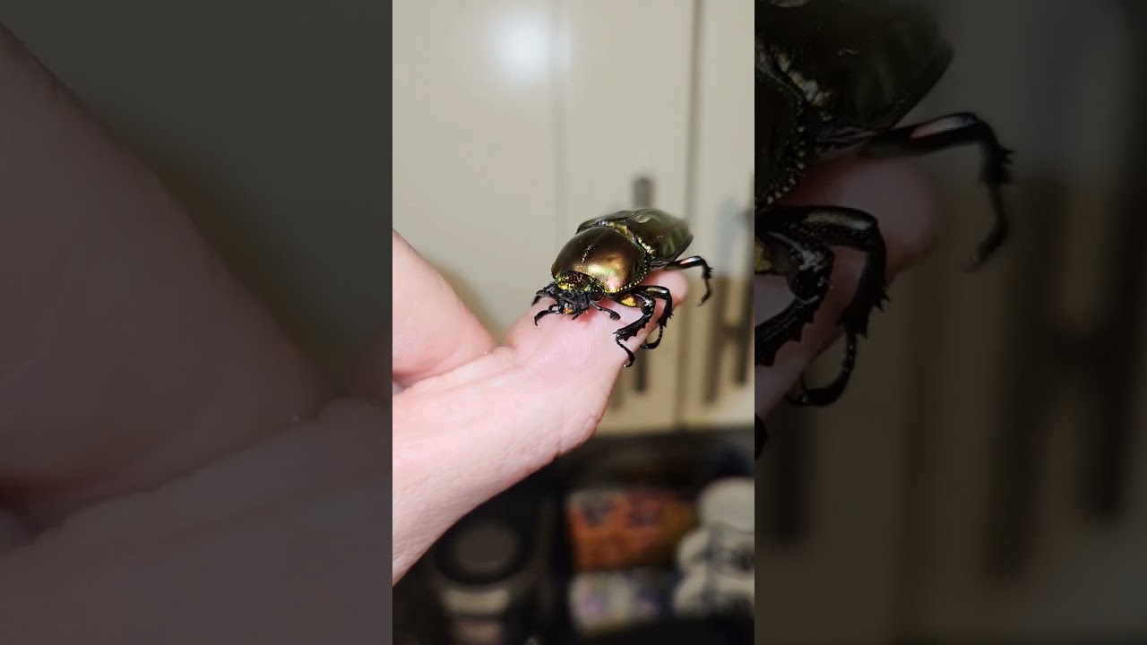 Rainbow Stag Beetle Female 