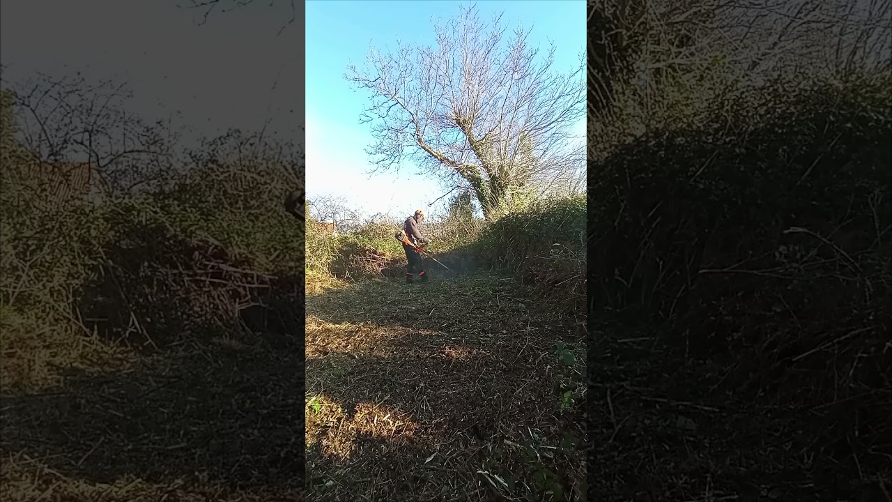Husqvarna 555FRM | Desbroce finca en Galicia. A.C. Forestal #desbroce #forestal