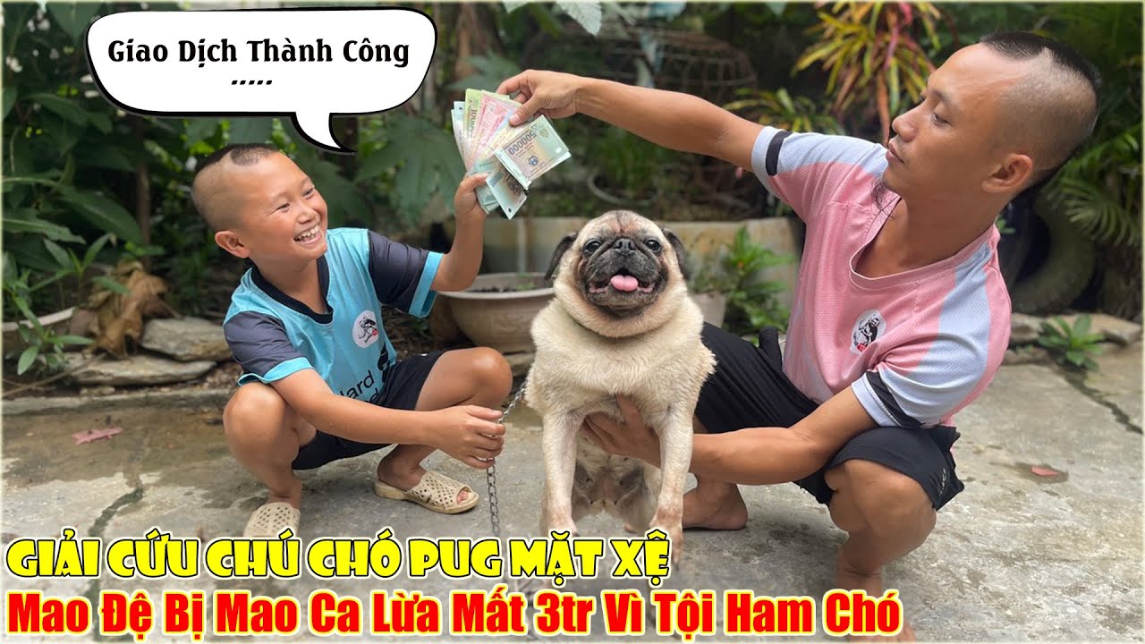 Giải Cứu Chú Chó Pug Mặt Xệ - Mao Đệ Bị Mao Ca Lừa Mất 3tr Vì Tội Ham Chó