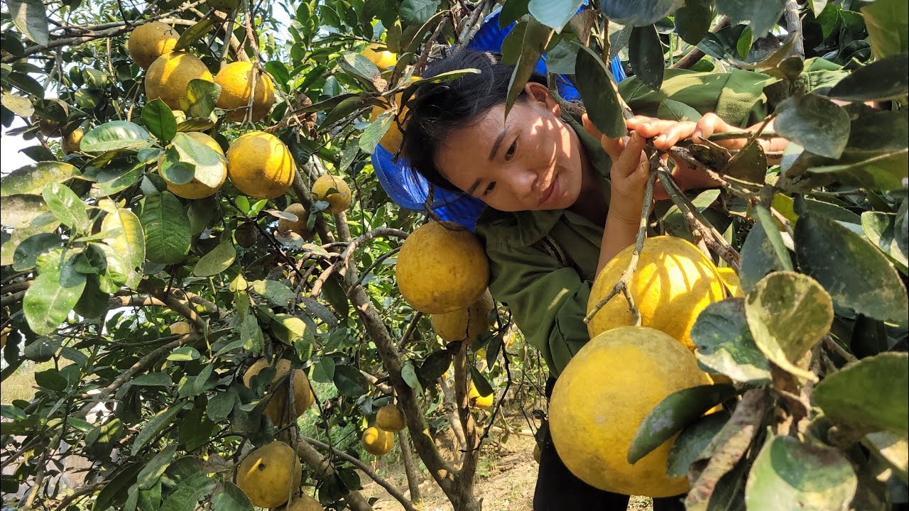 Duong Mi went to harvest and sell pomelos to earn money for her son's education.