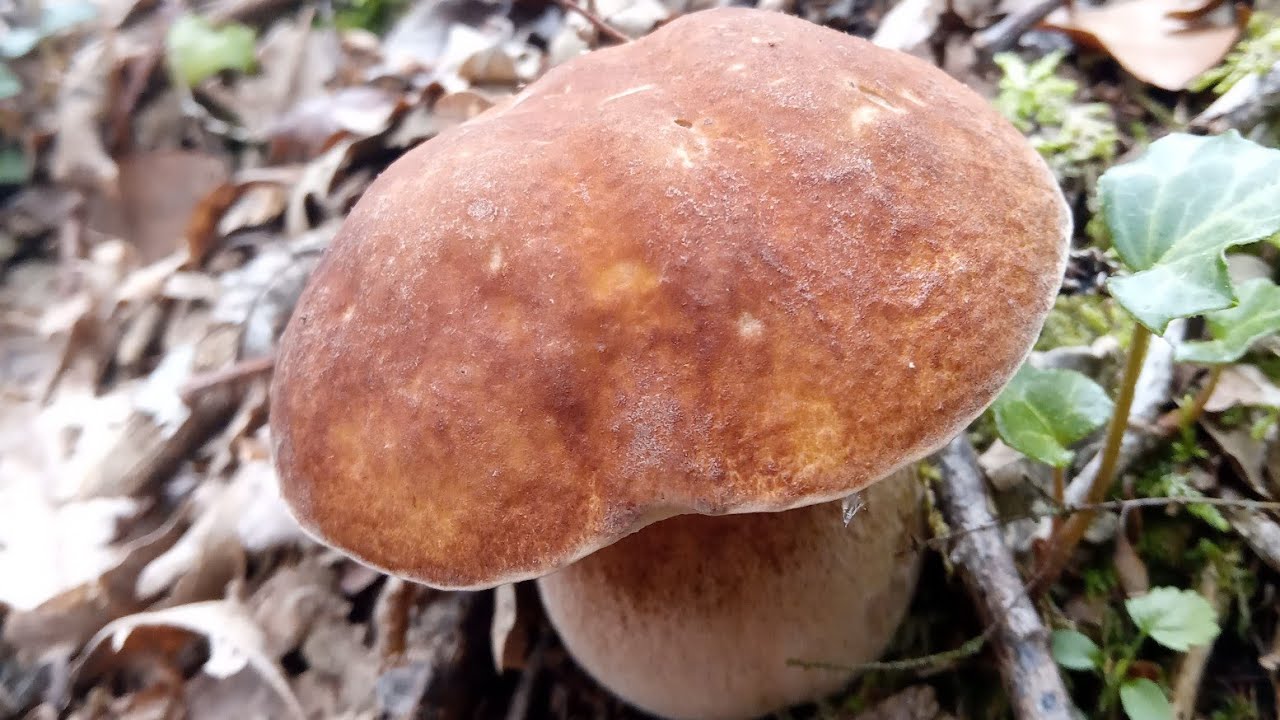 Recolectando BOLETUS AESTIVALIS en septiembre de 2022