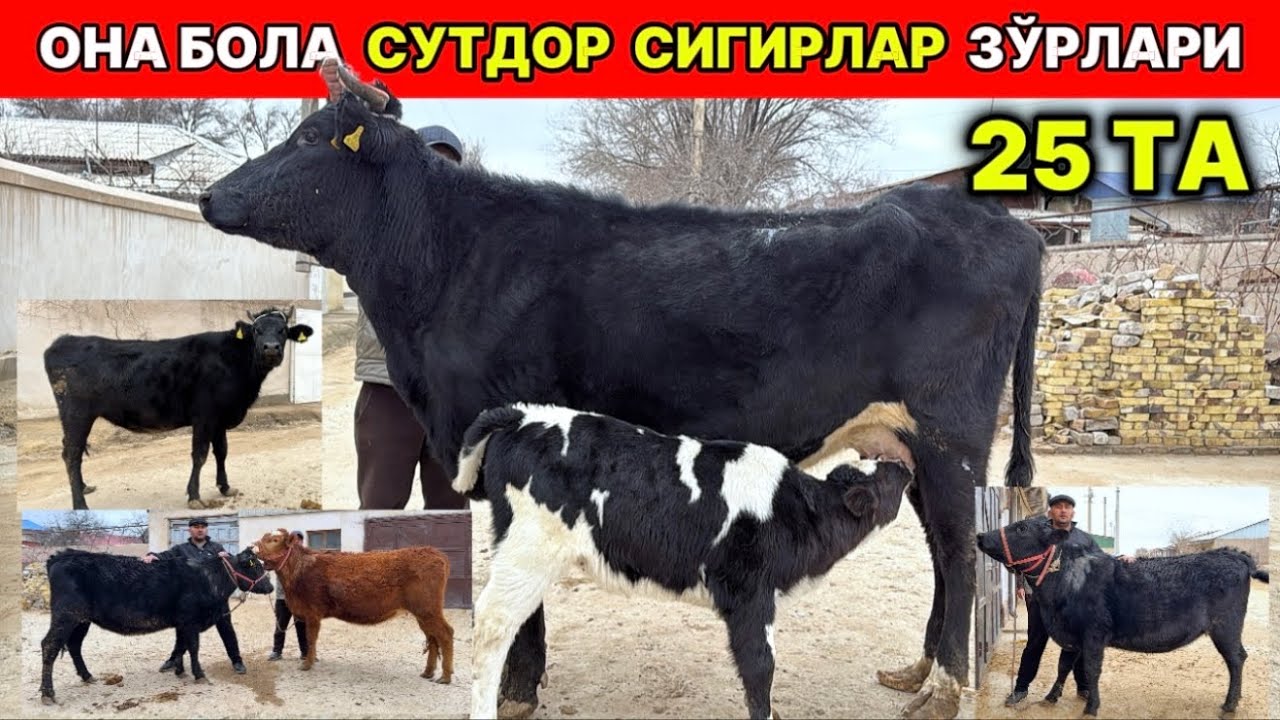 СУТДОР ОНА-БОЛА СИГИРЛАР ЗЎРЛАРИ ЧИҚДИ  27-февраля 2026 г.