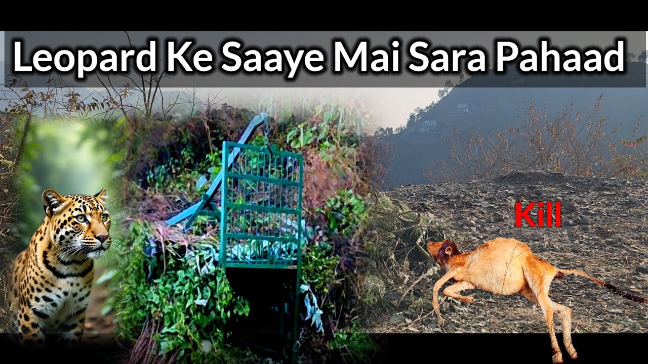 Leopard terror l गुलदार ने किया हमला आदमी पर