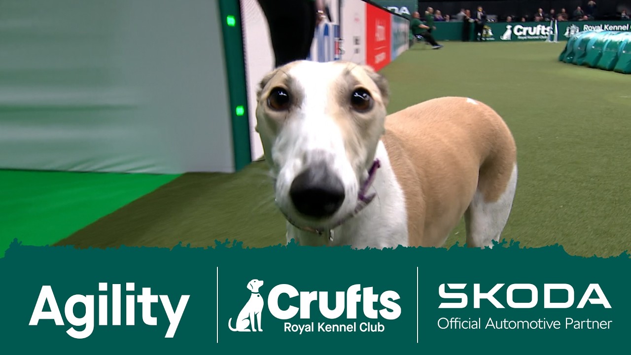 Penny the Lurcher makes her own course up at Crufts 2026