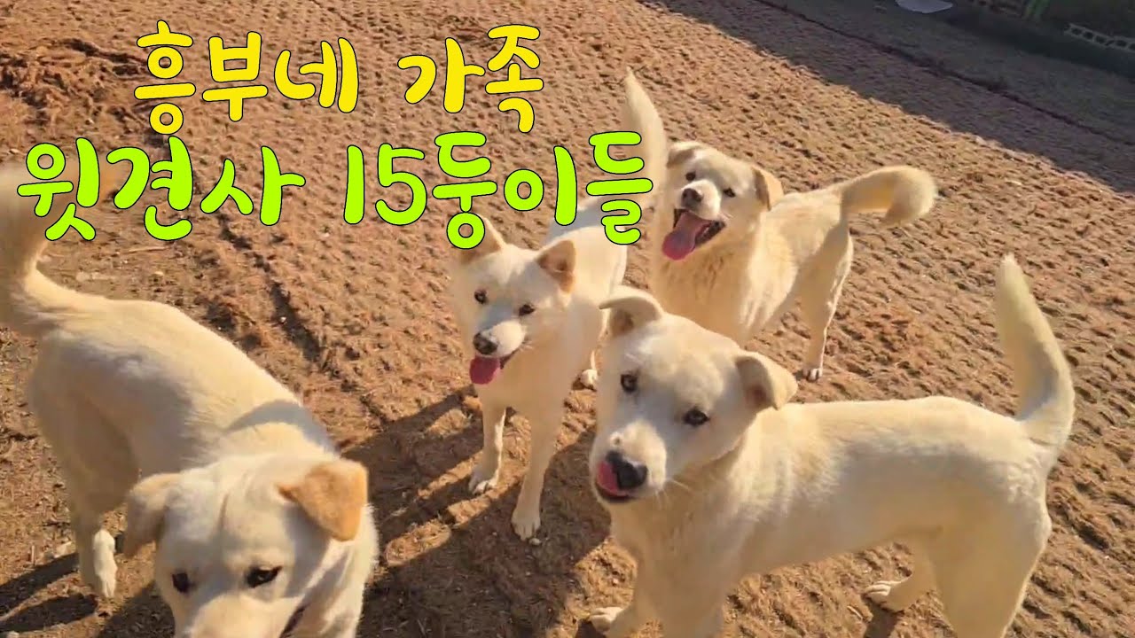 진돗개 17마리중 8마리 풀었더니 윗견사가 바글바글. 완전 흥부네 가족~ㅎㅎ 