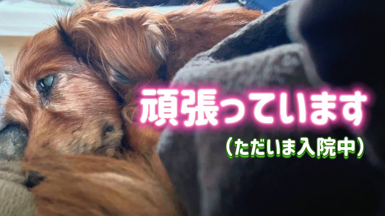 怪獣くん、少し入院中。でも元気に回復中です🐶✨