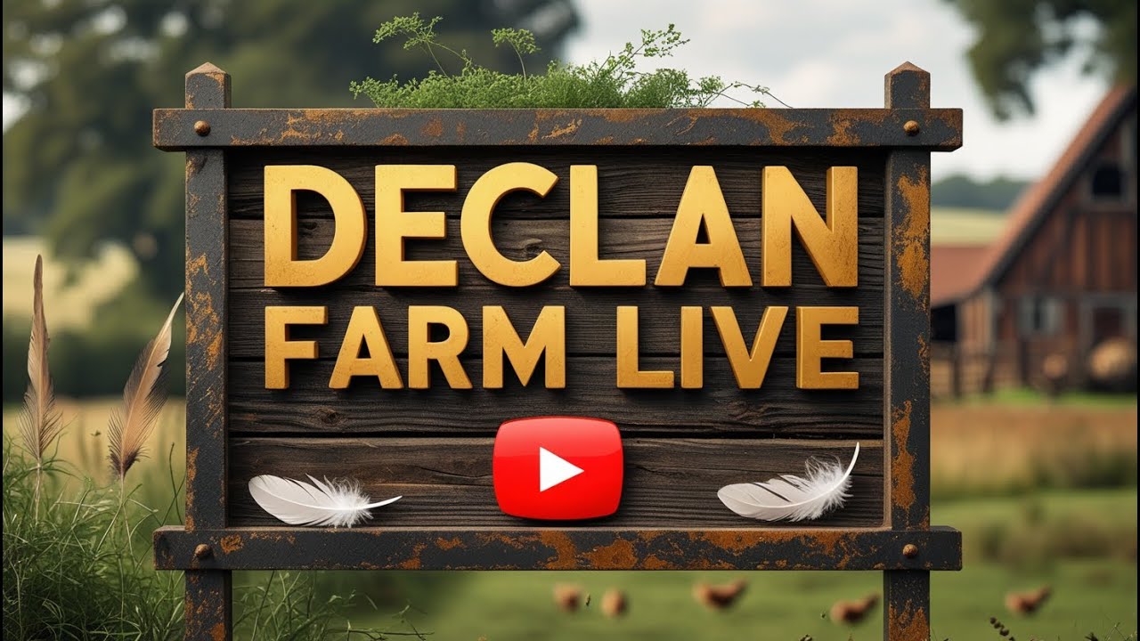 Poultry Farming Livestream #poultrylife #poultryfarm