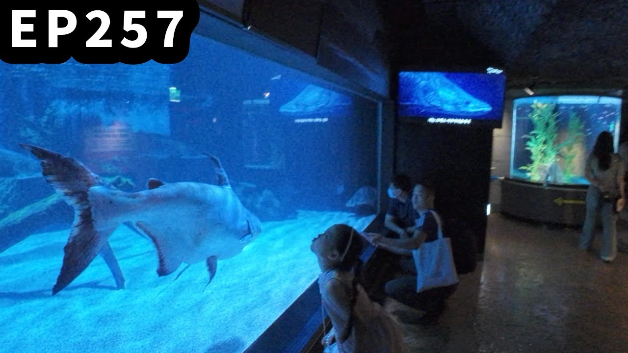 EP257: Korea Trip 2025 - SEA LIFE COEX, Seoul Aquarium - 코엑스 아쿠아리움