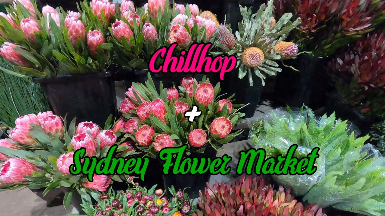 Chillhop + Sydney Flower Market Walkthrough - Vlog #3
