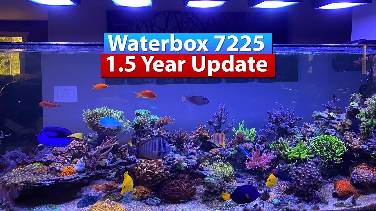 Waterbox 7225 Peninsula 1.5 Year Saltwater Reef Tank Update!