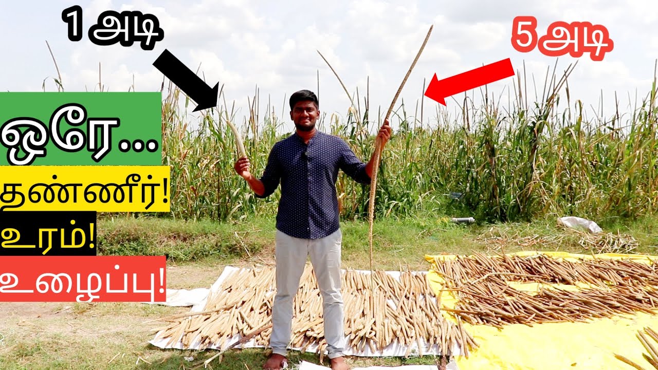 ஆள் உயரத்தில் வளரும் கம்பு! அதே தண்ணீர், அதேஉரம்.. | Long breed Millets