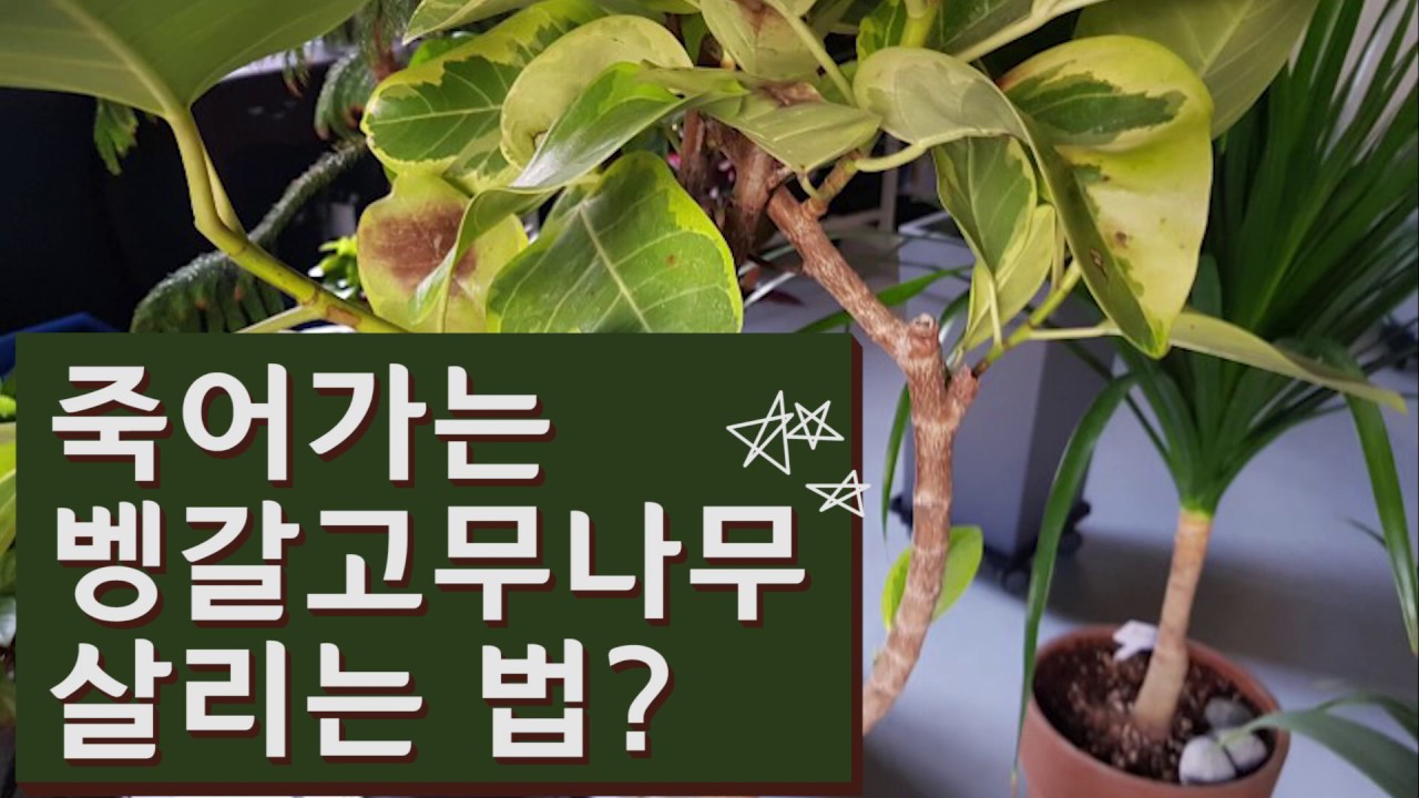 [벵갈고무나무#1] 죽어가는 벵갈고무나무 살리는법(Heal ficus benghalensis)