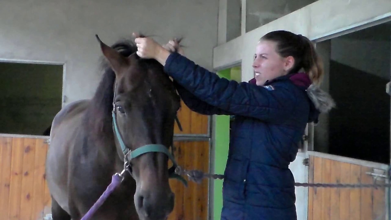 🐎 ✂️ Comment démêler la crinière de mon cheval pleine de noeuds 🦄