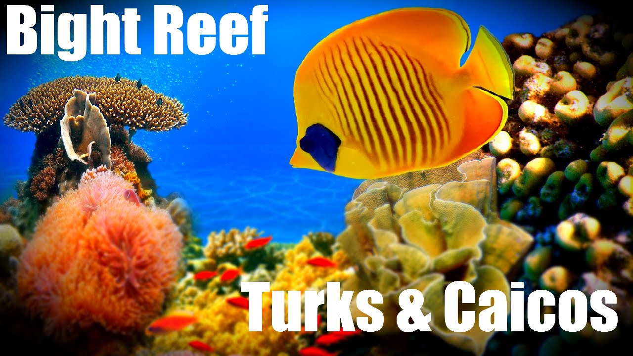 Bight Reef Turks and Caicos - 360 View In High Definition