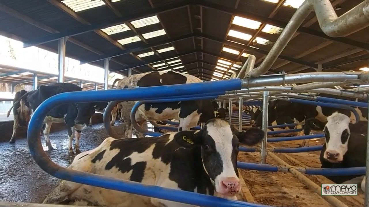 The Mayo Mattress System & Hybrid Flex Cubicle