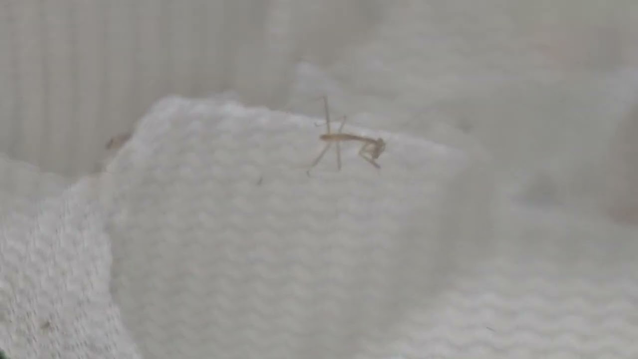 아기 사마귀 첫 사냥! #사마귀 #곤충 #insects #먹방 #아기