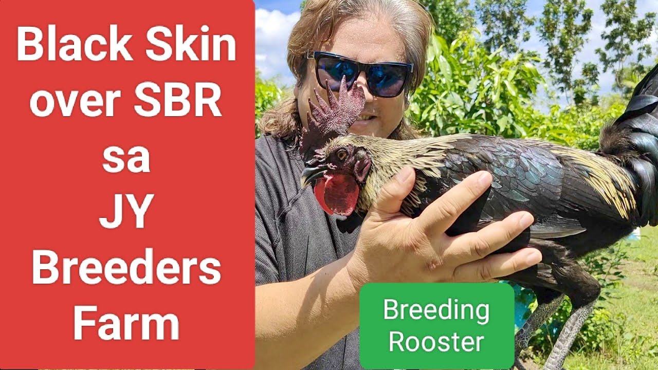EP610: Black Skin over SBR sa JY Breeders Farm