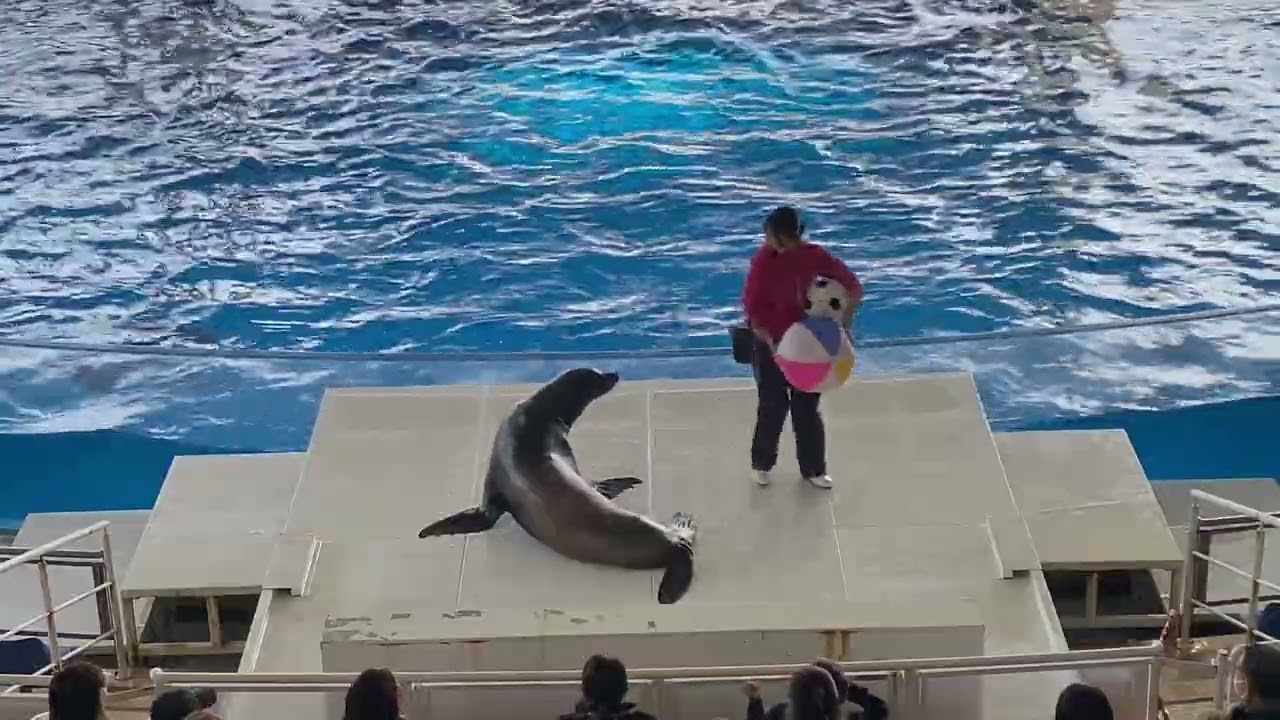 大洗水族館オーシャンライブ　イルカ、アシカショー26/02/16-10:30
