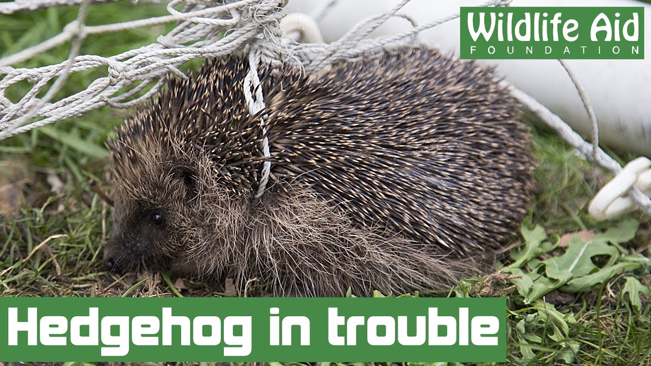 Trapped hedgehog urgently needs help!