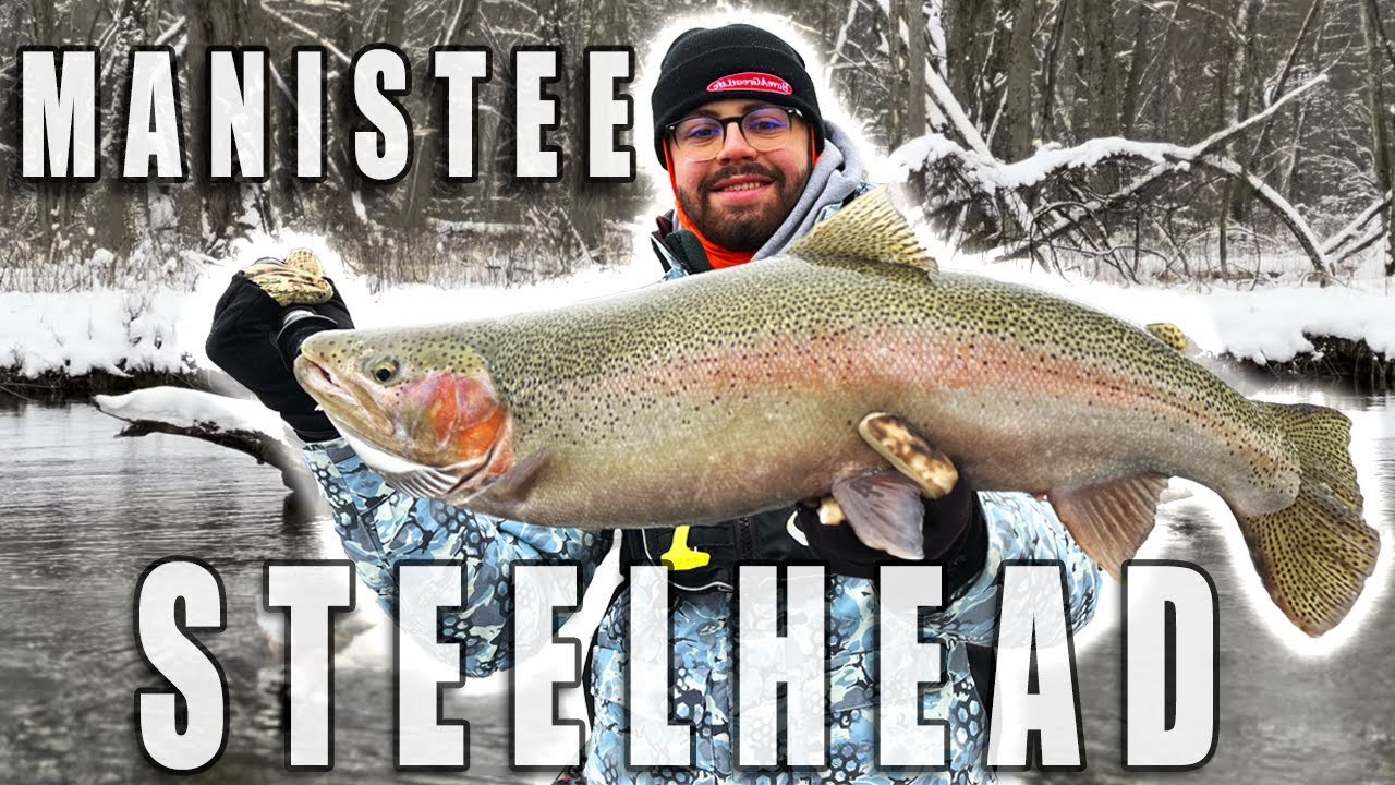 Steelhead - Crushing Manistee River Chrome (BY Tippy Dam)