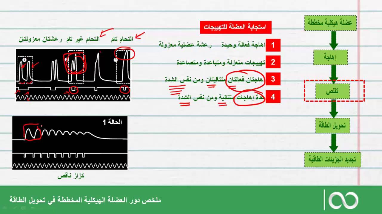 ثانية بكالوريا علوم الحياة والأرض   |ملخص دور العضلة في تحويل الطاقة