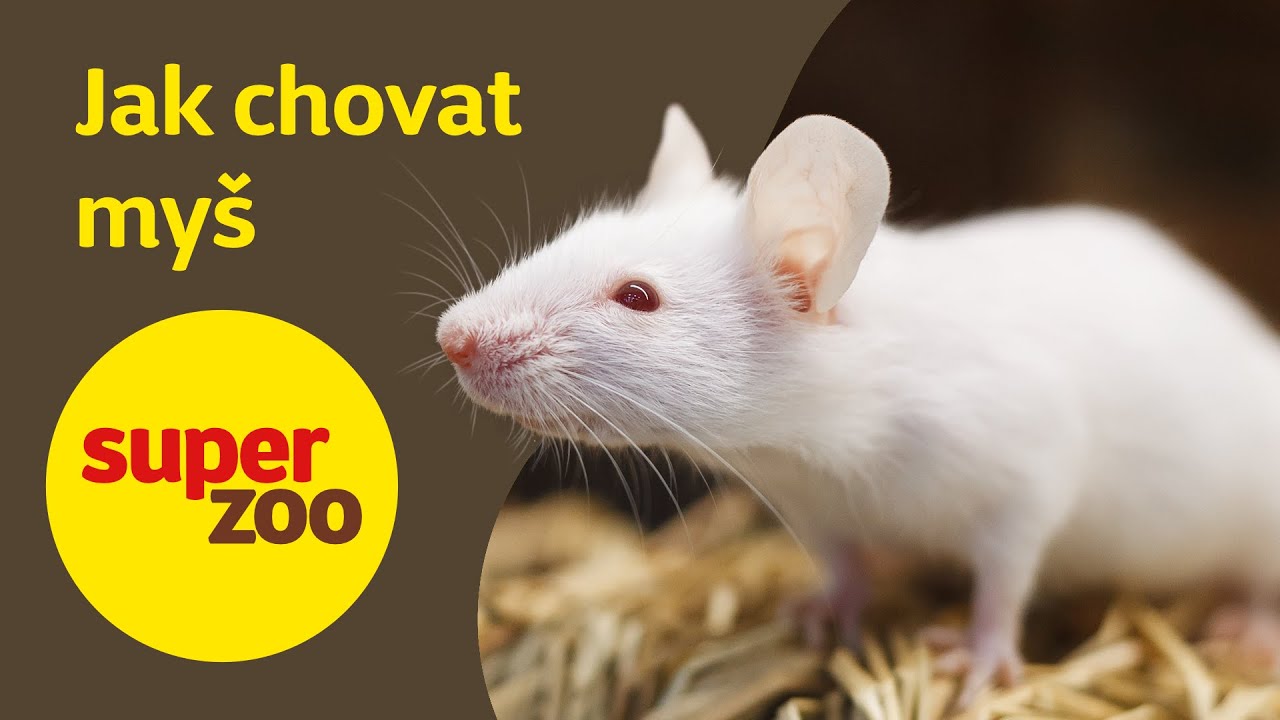 Jak chovat myš | Super zoo