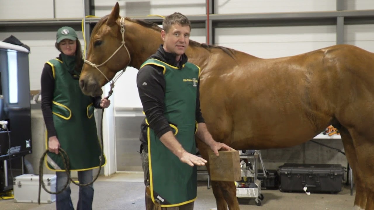 Equine Podiatry Basics: Radiographs Explained