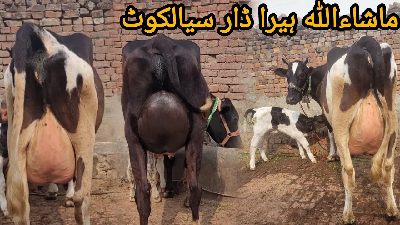 ماشاءاللہ ہیرا ڈار سیالکوٹ کی 4 خوبصورت سجر گائے برائےفروخت 10 فروری 2026 HajiArfazChannel