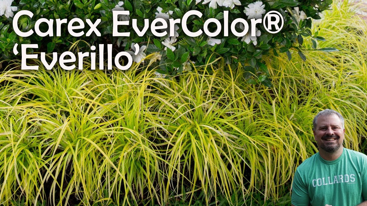 Carex EverColor® ‘Everillo’