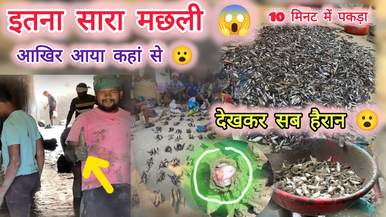 गांव की पुल में इतना सारा मछली 😱 || देसी मछली पकड़ना | Village Fishing | Talab Fishing | CG Village