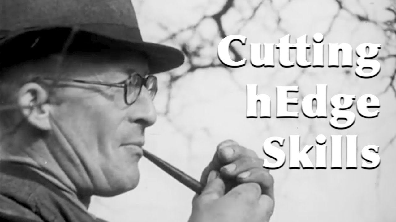 Restoring a Hedge: 1940s Farming Techniques in Action