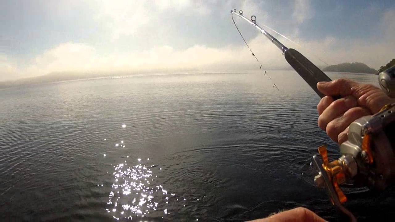 Loch Lomond Ferox Trout.