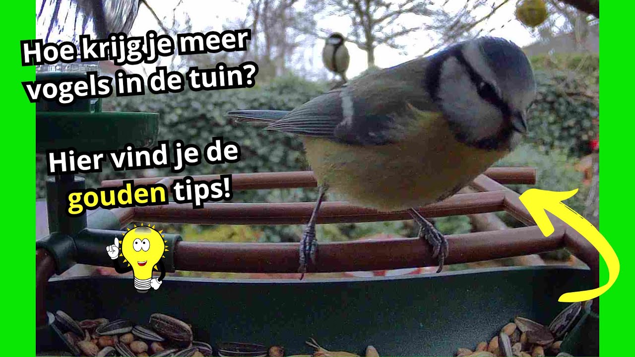 Hoe krijg ik meer vogels in de tuin? 👀 Onze tips!