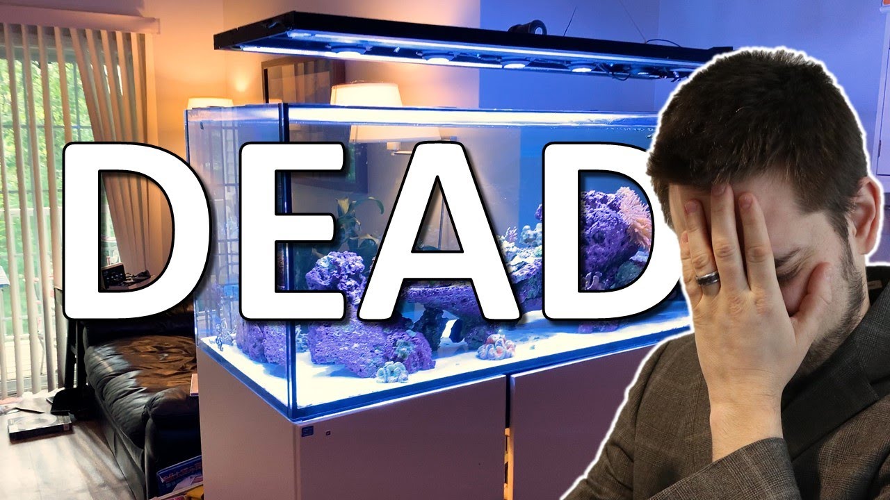 ☠ Aquarium Move Aftermath