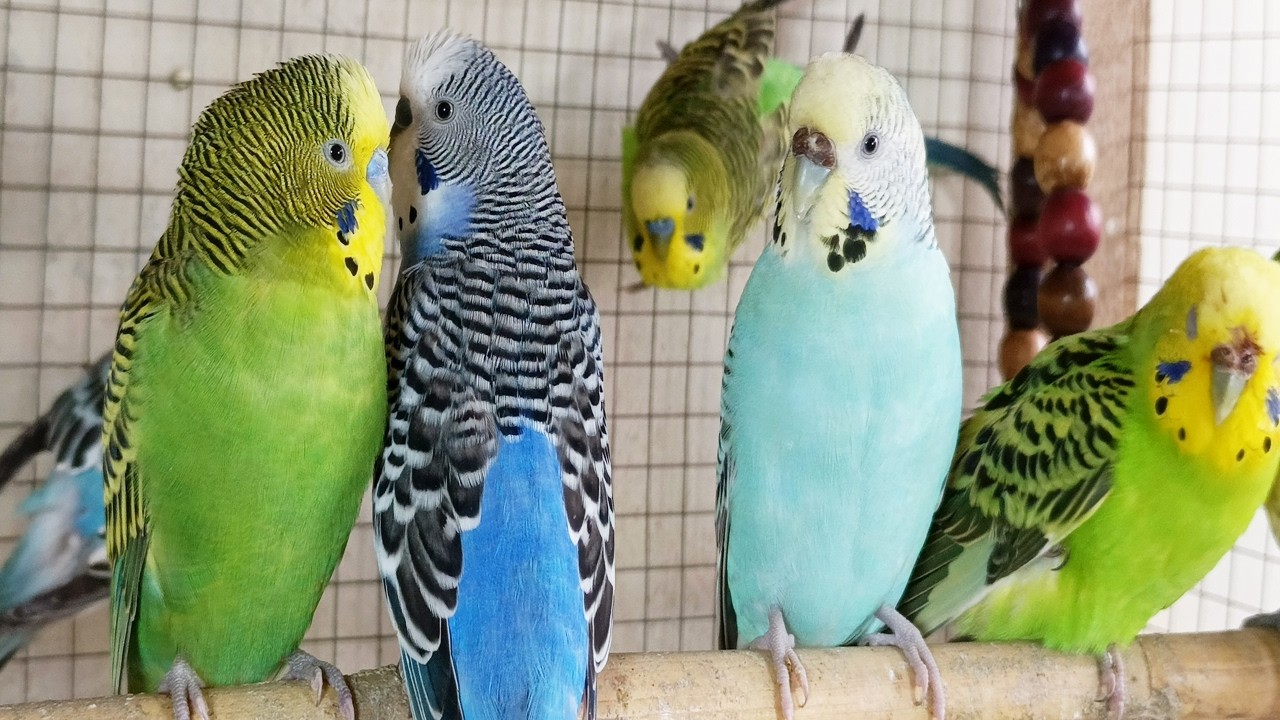 Happy Budgie Sounds to Encourage Eating & Singing