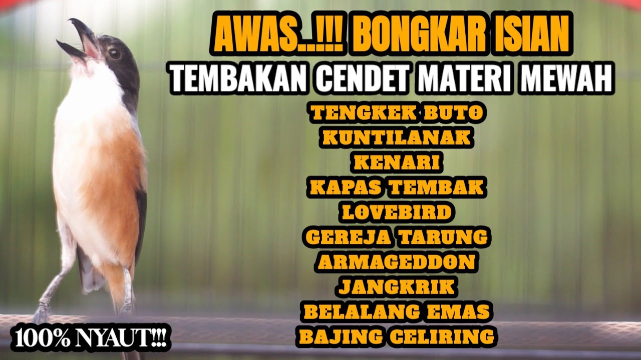 BURUNG CENDET GACOR BONGKAR MATERI KEKINIAN 100% MEWAH