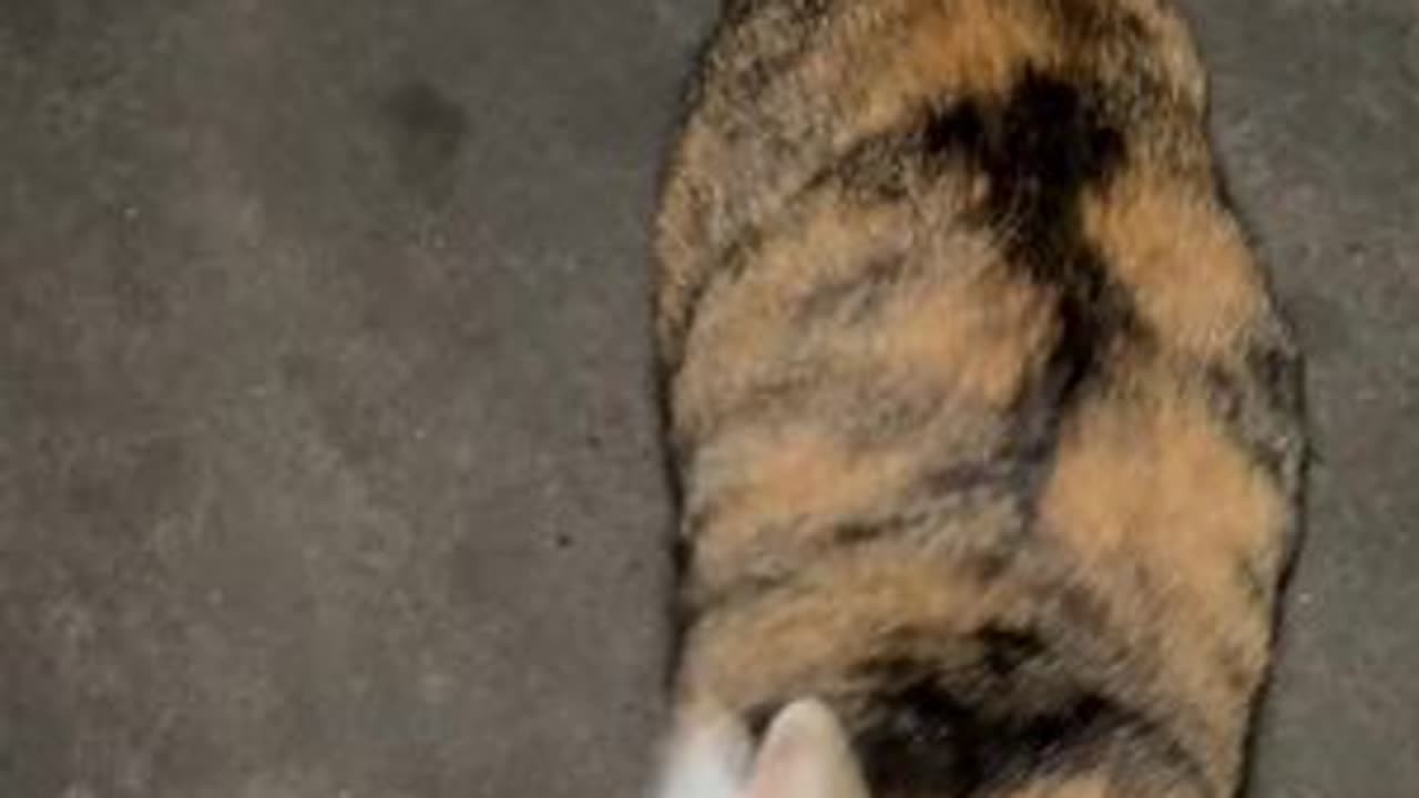 今天晚上回来看到妙音咪子竟然在翻垃圾桶，心疼咪咪#猫咪猫咪 #流浪猫日常 #三花猫