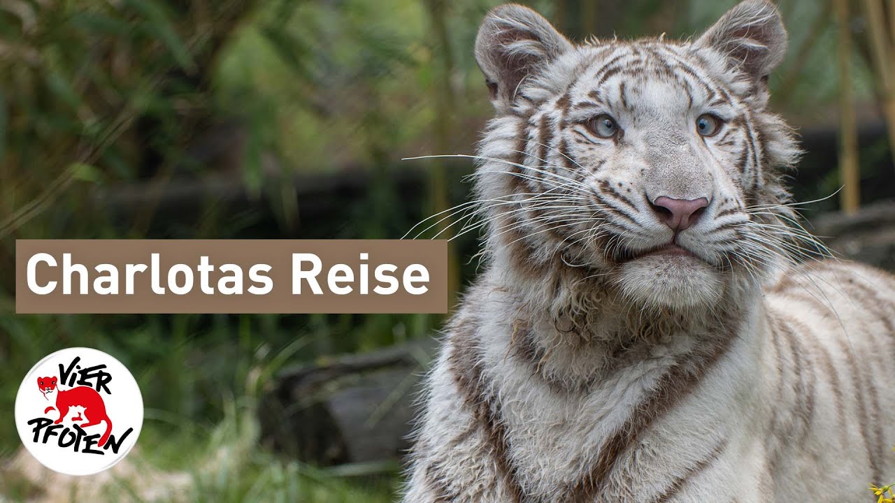 Charlotas Reise | VIER PFOTEN