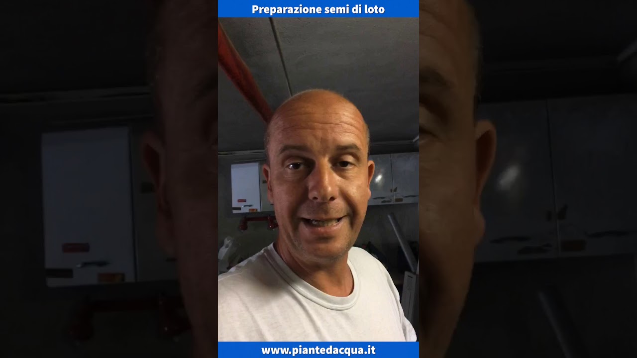 Seminare semi di fiore di loto, semi di loto