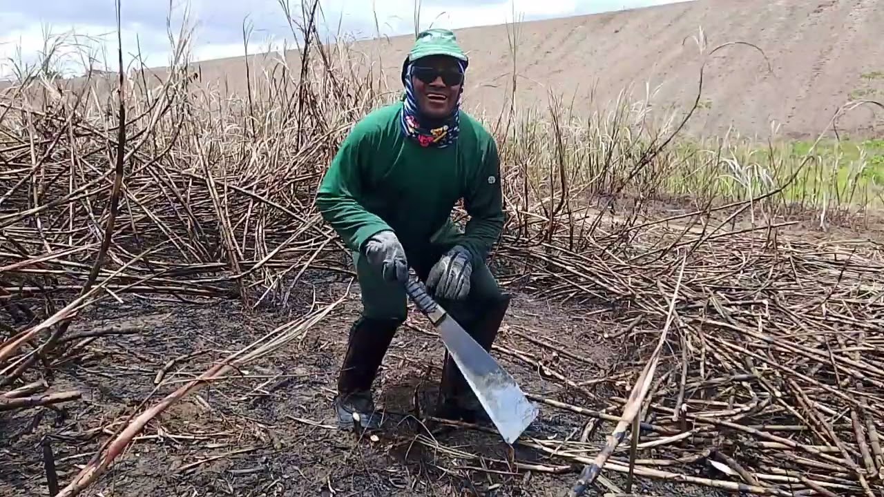 Corte de cana na fazenda tapuia 