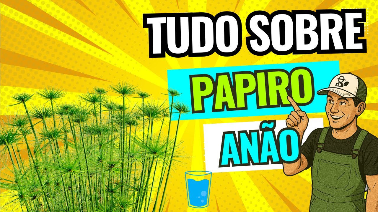🍀TUDO SOBRE PAPIROS ANÃO ( planta aquática - cyperus papyrus nanus) Mini Papirus