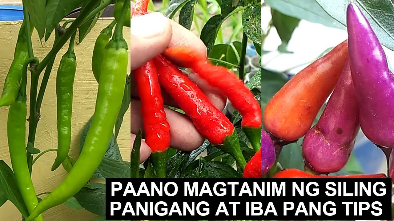 MAGTANIM NG SILING PANIGANG SA PASO I BAKIT KUMUKULUBOT ANG DAHON AT NALALAGLAG ANG BUNGA NG SILI