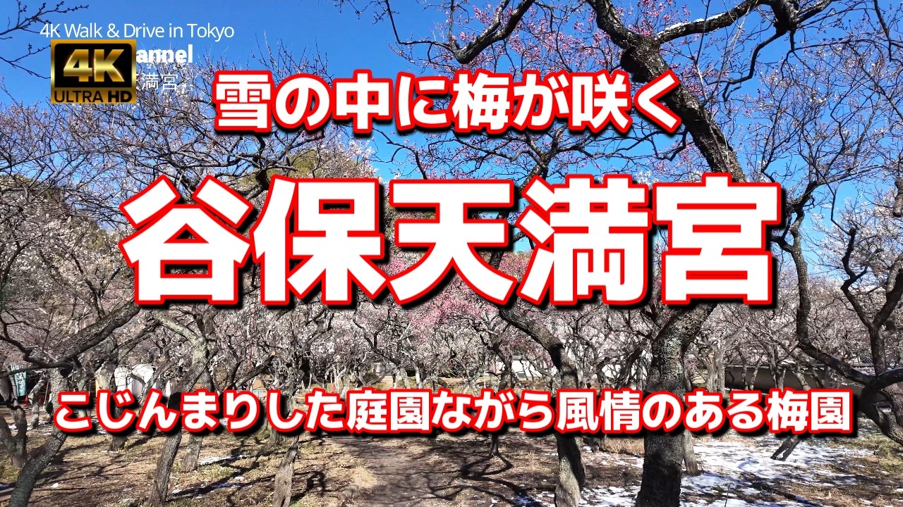 【街ブラ4K】【谷保天満宮～雪の中に梅が咲く～ここの梅はちょっと早い】【梅で有名な東日本最古の天満宮】【こじんまりした庭園ながら風情のある梅園】【関東三大天神の一つ（湯島、亀戸）】国立市谷保