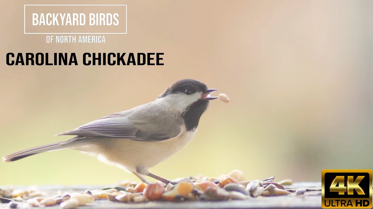 Carolina chickadee close up 4k video - backyard birds of North America ( USA )