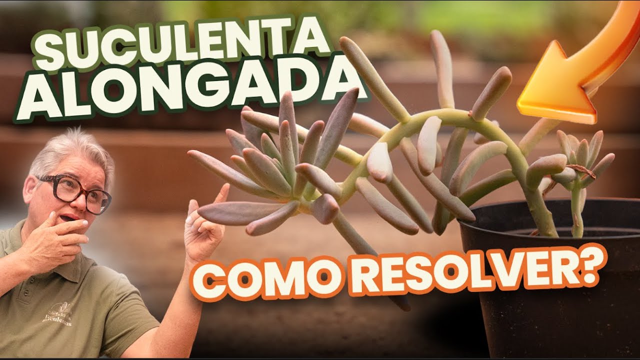 Como consertar suculentas alongadas