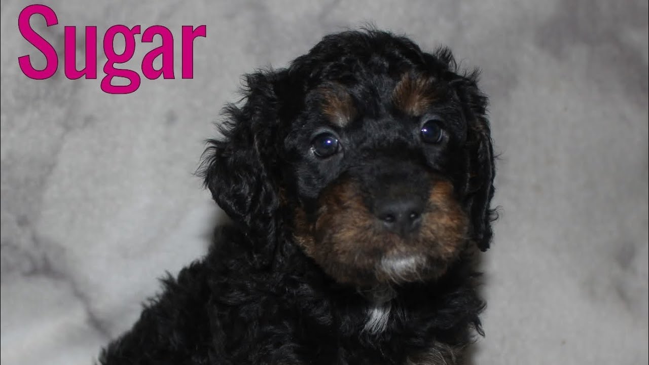 Sugar- Puppy Aptitude Testing 