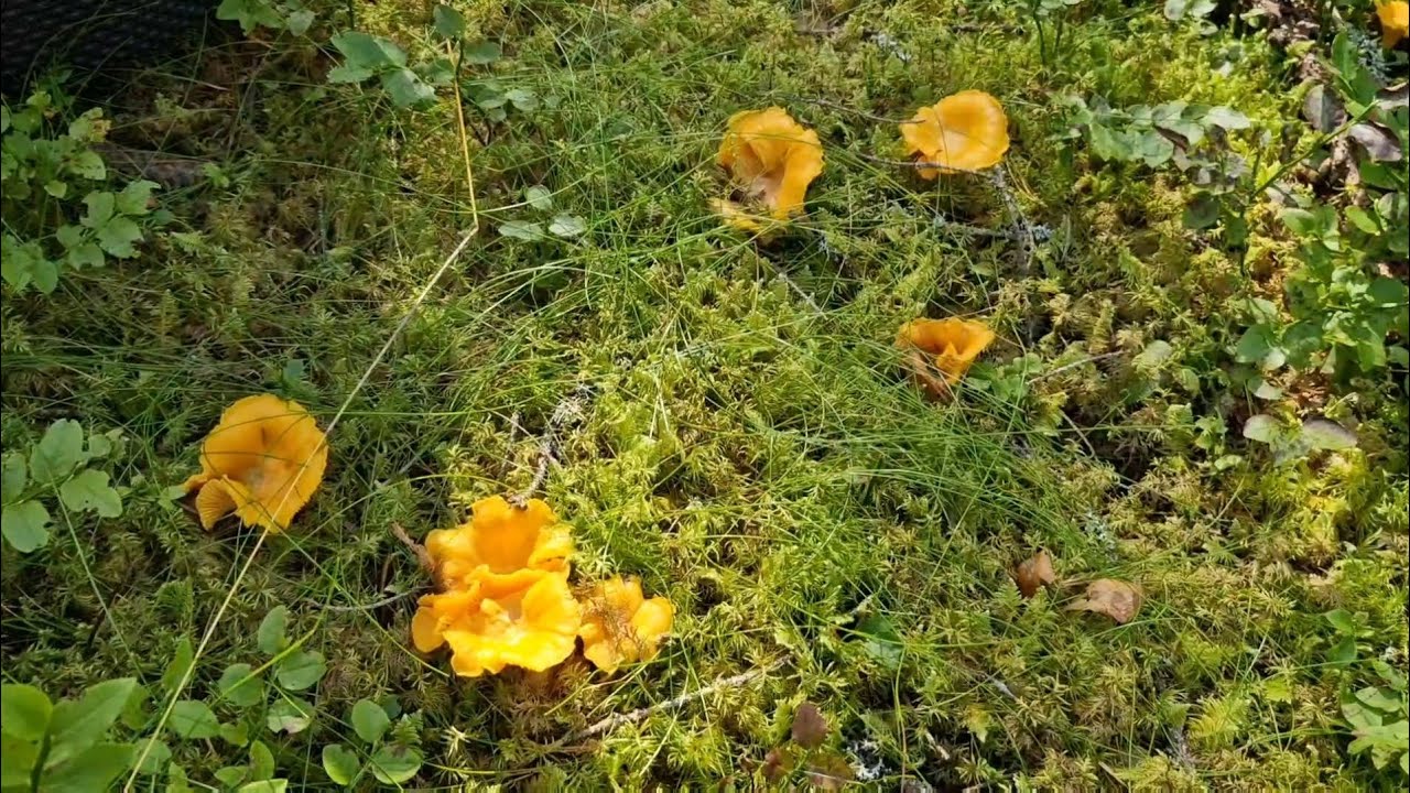 13/8/2025 เก็บเห็ดวันหยุดEP1 ป่าที่ทุกคนเข้ากัน โชคดียังเป็นของเราอยู่