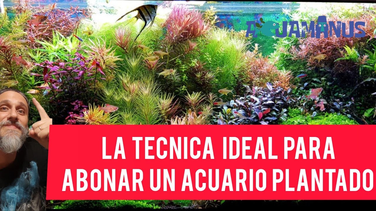 El mejor método para abonar un acuario plantado es... 🌱🌿🍀